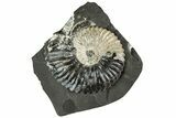 Iridescent Ammonite (Deshayesites) Fossil #228162-1